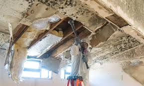 Best Industrial Mold Remediation  in Laughlin Af, TX